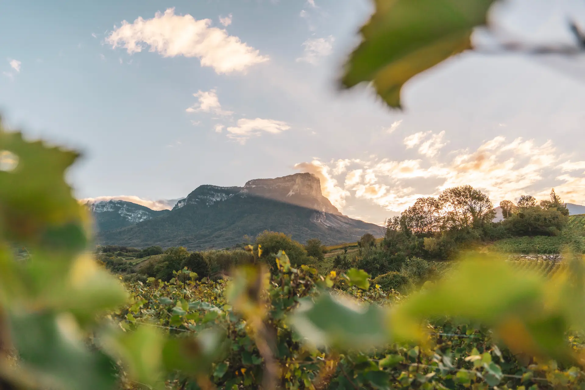 Le Mont Granier vu depuis les vignes de Chignin