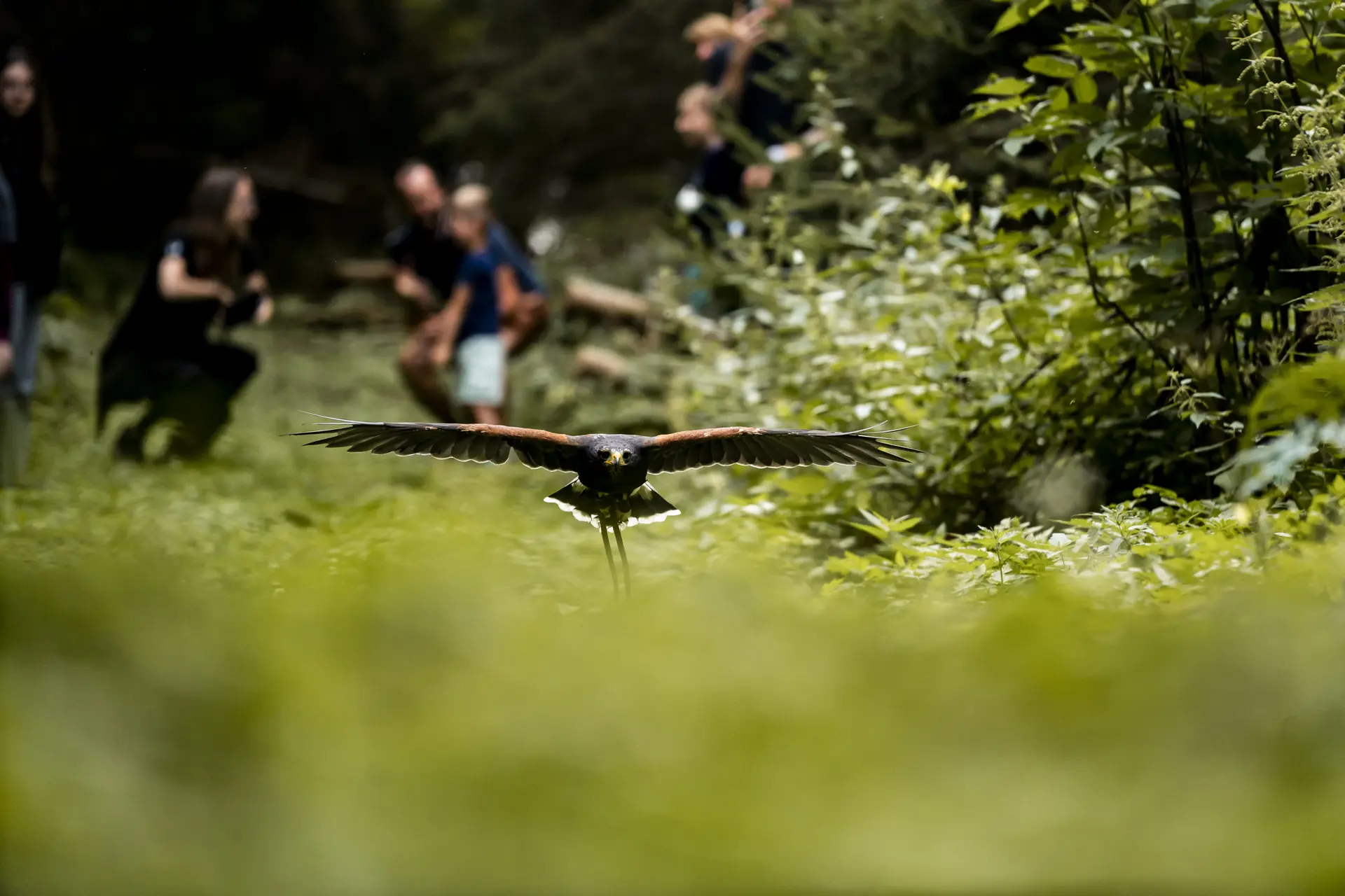 Rencontre avec un rapace_Châtel