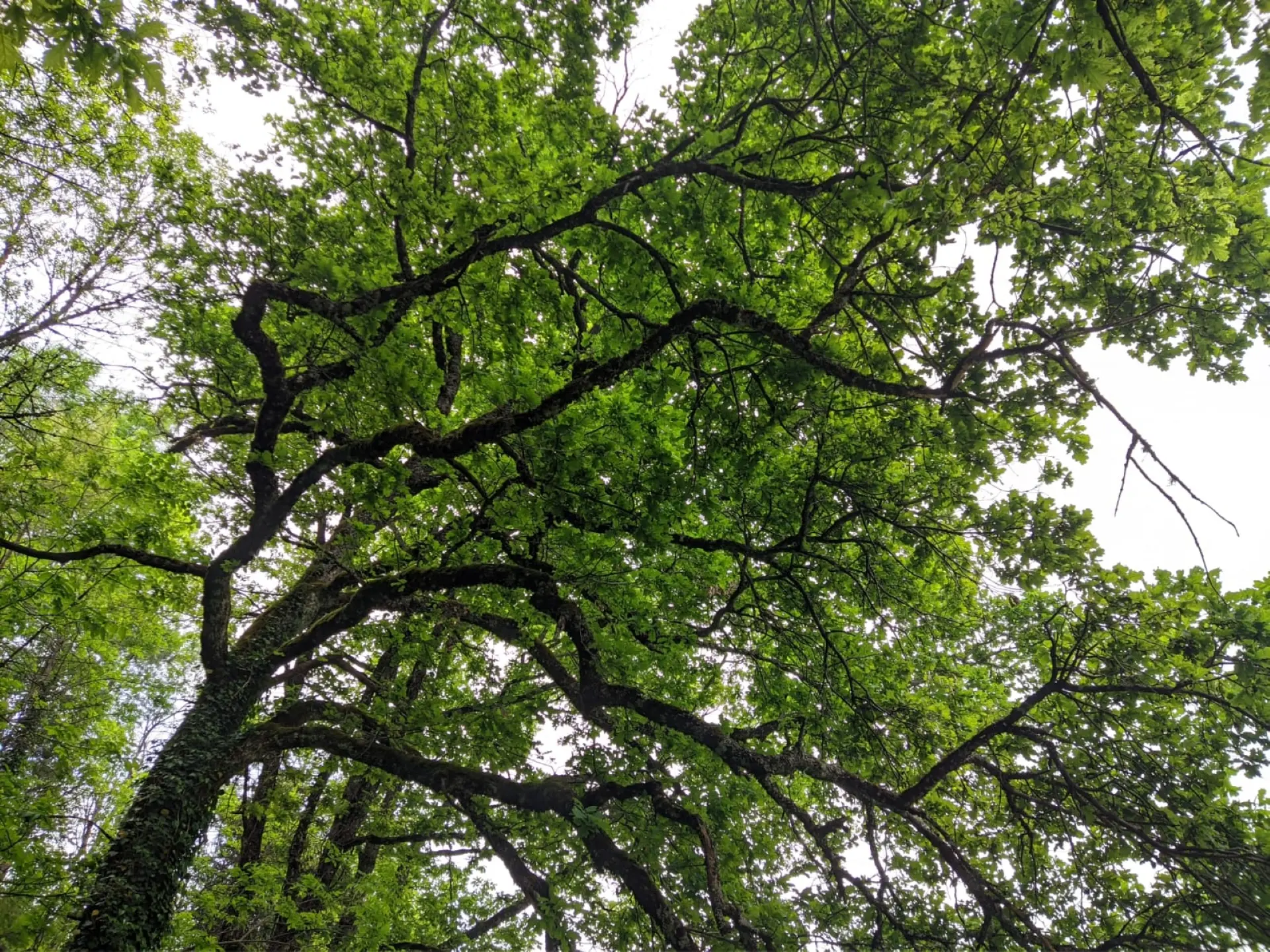 Photo d'un arbre vu du dessous