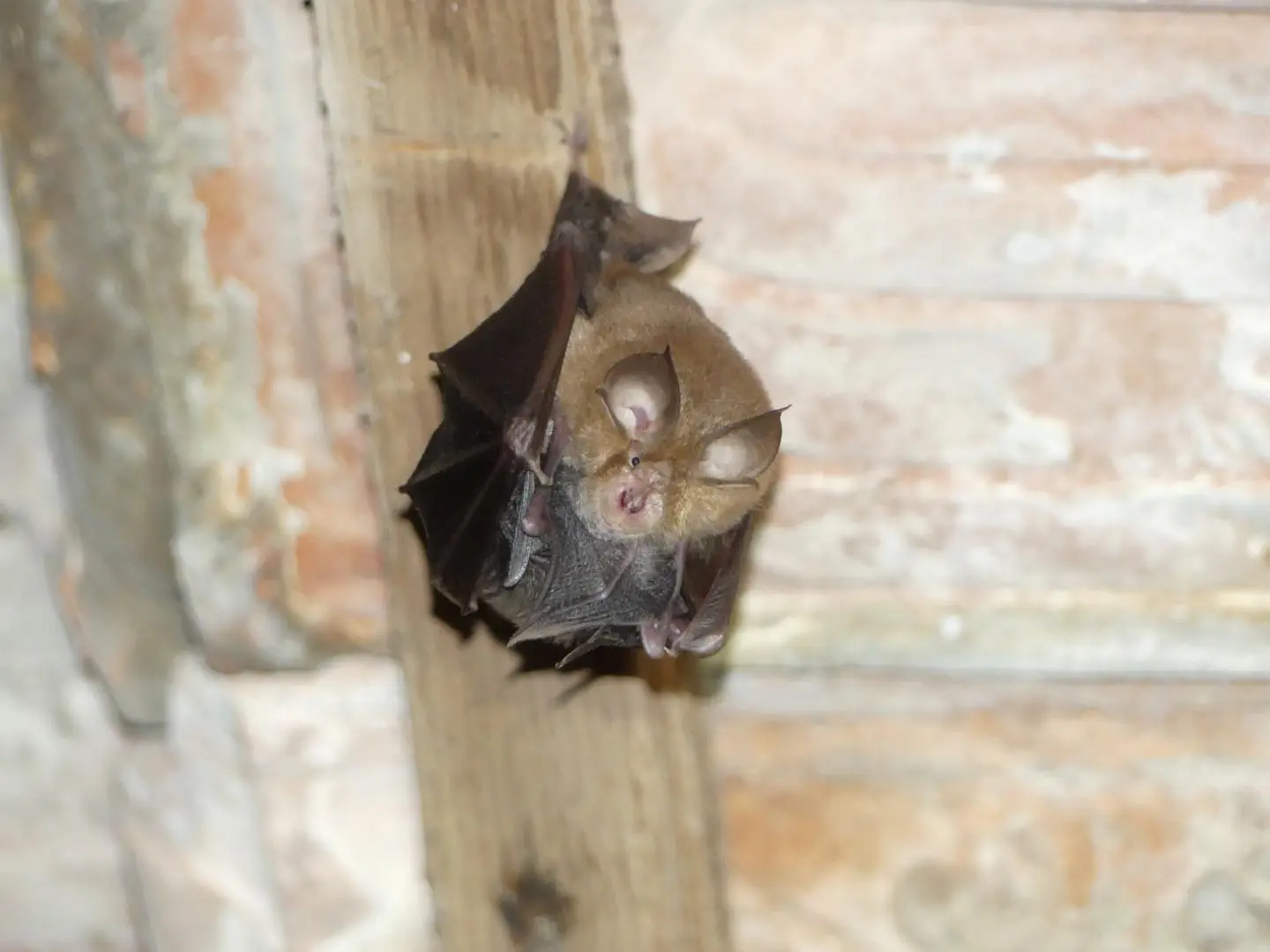 Grand Rhinolophe