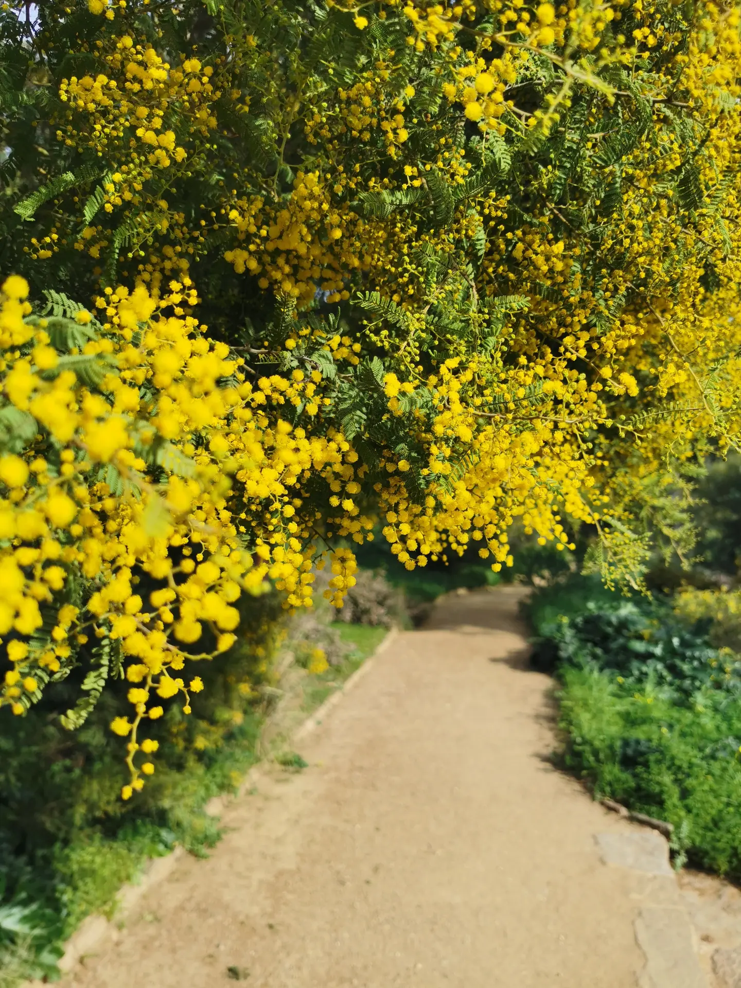 L'odyssée des Mimosas