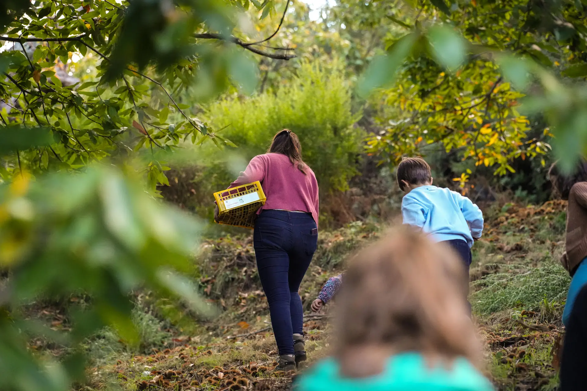 Atelier du petit castanéiculteur à la Châtaigneraie Godissard à Collobrières