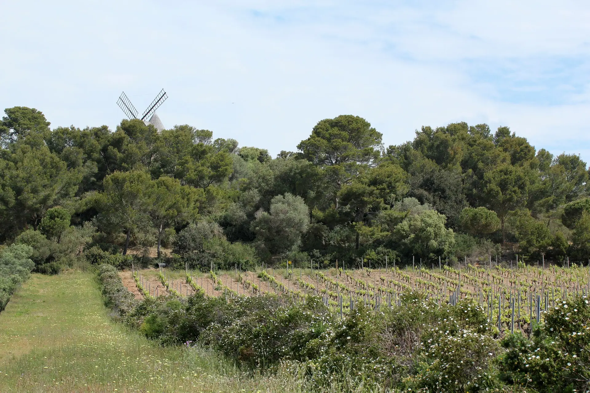 Paysage typique de Porquerolles