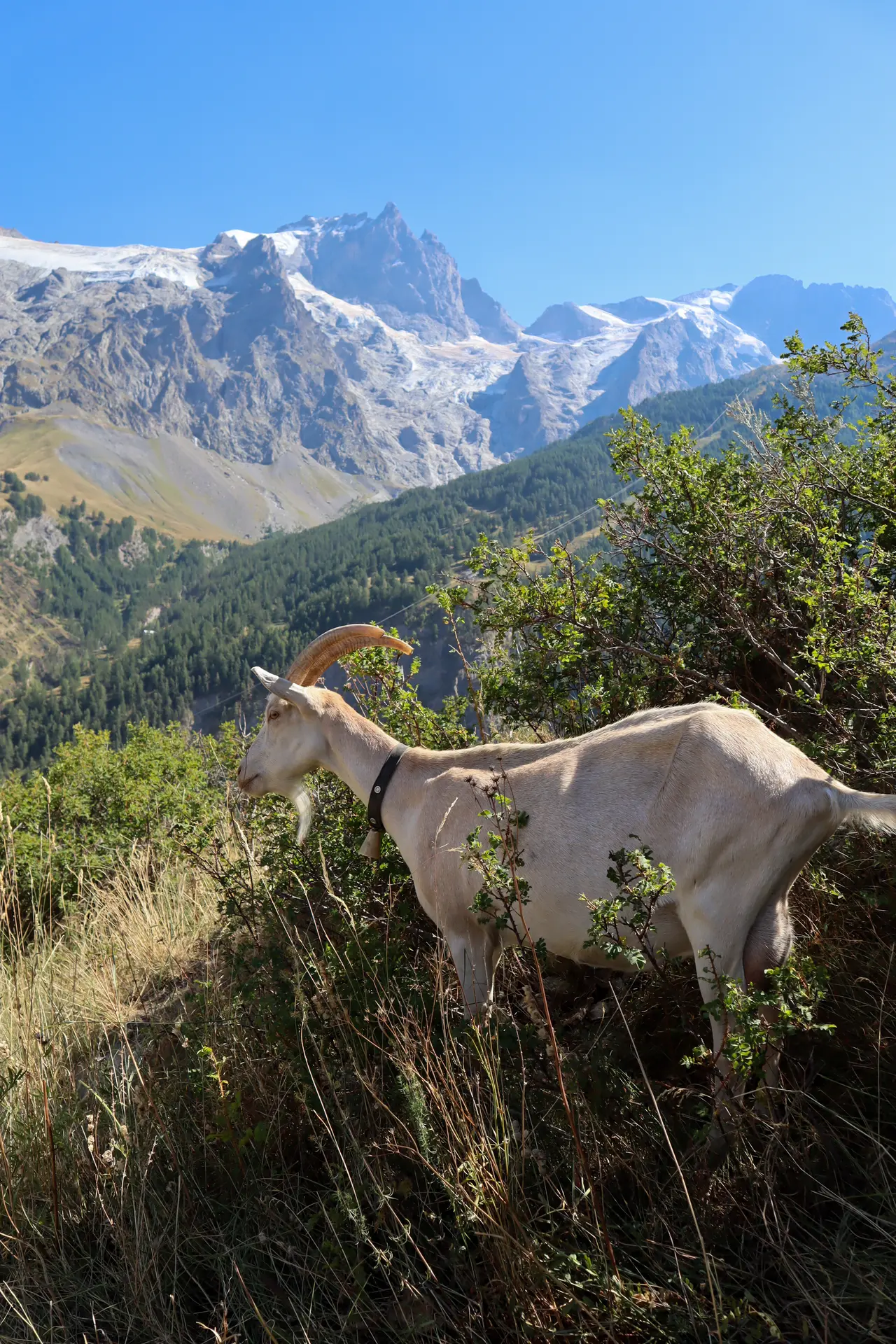 Chèvre et Meije