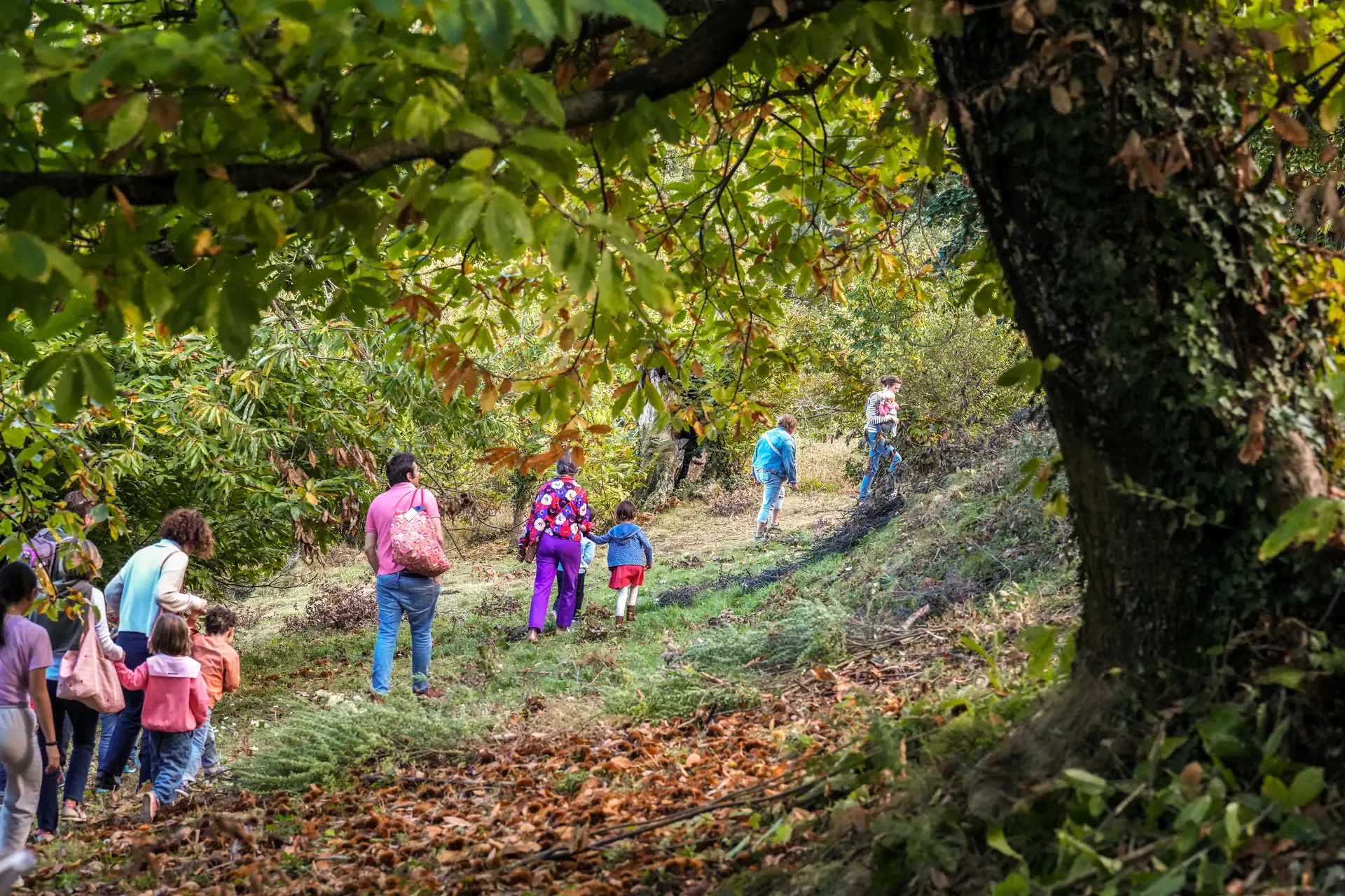 Atelier du petit castanéiculteur à la Châtaigneraie Godissard à Collobrières