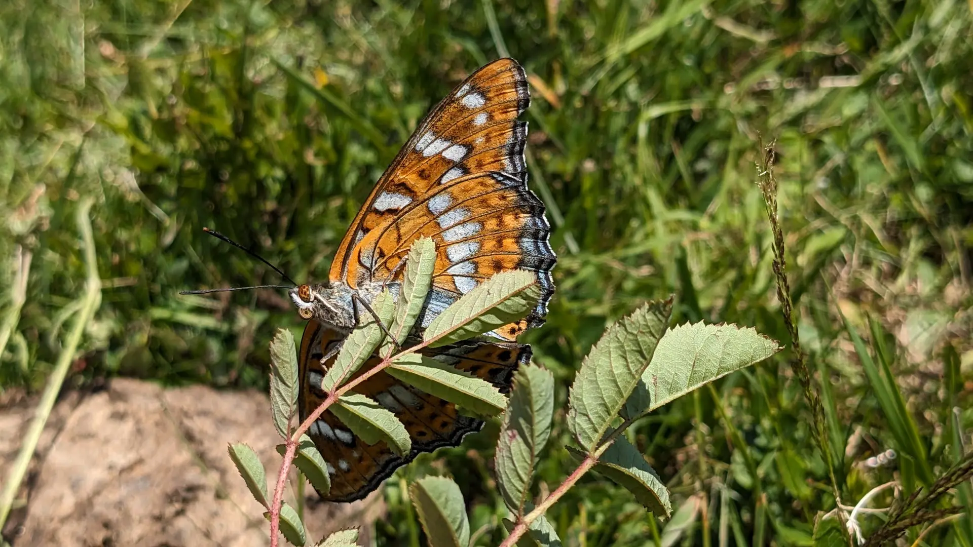 Découverte guidée des insectes vivant autour du refuge du Crêt du Poulet