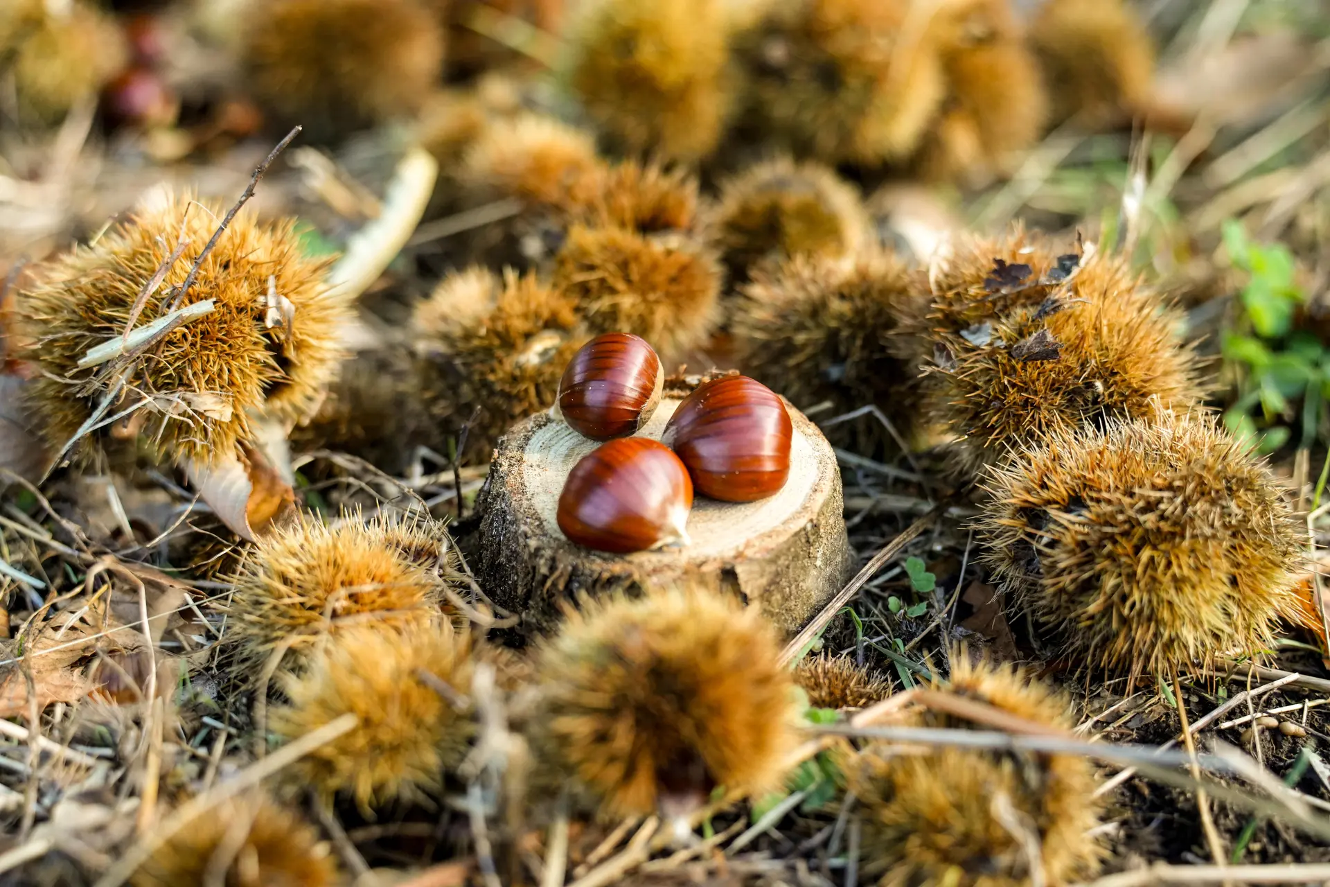 Atelier du petit castanéiculteur à la Châtaigneraie Godissard à Collobrières