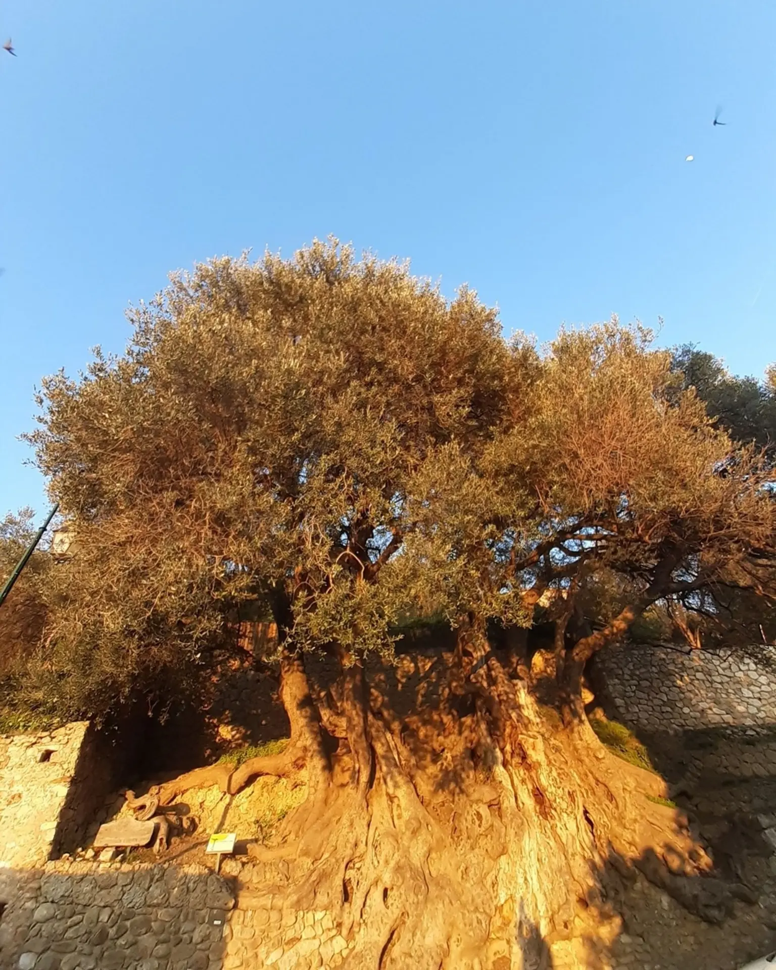 Olivier millénaire de Roquebrune