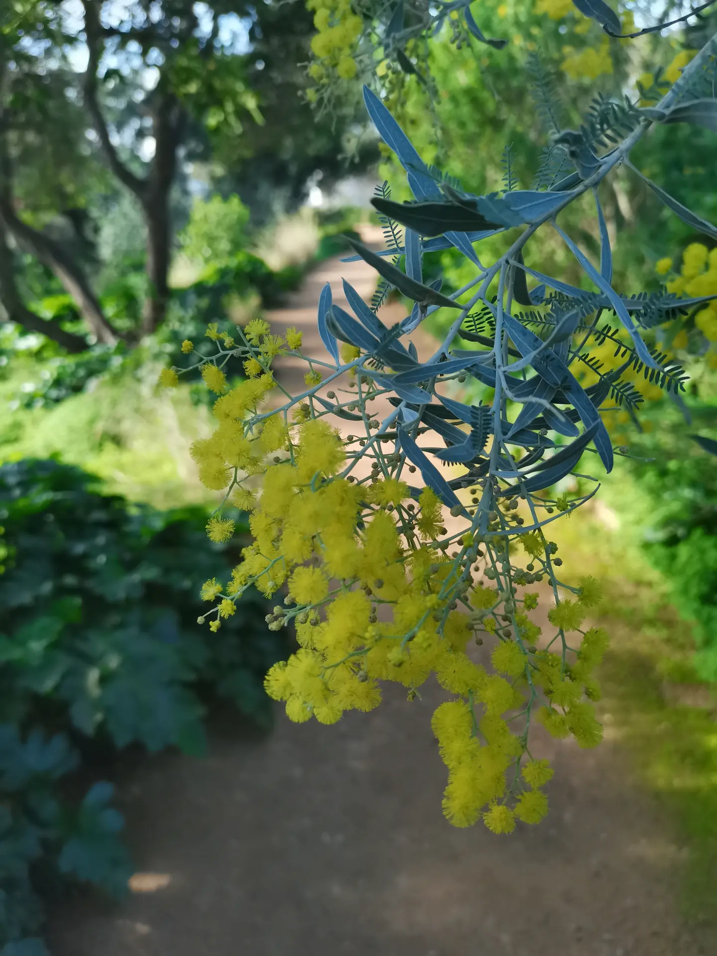 L'odyssée des Mimosas