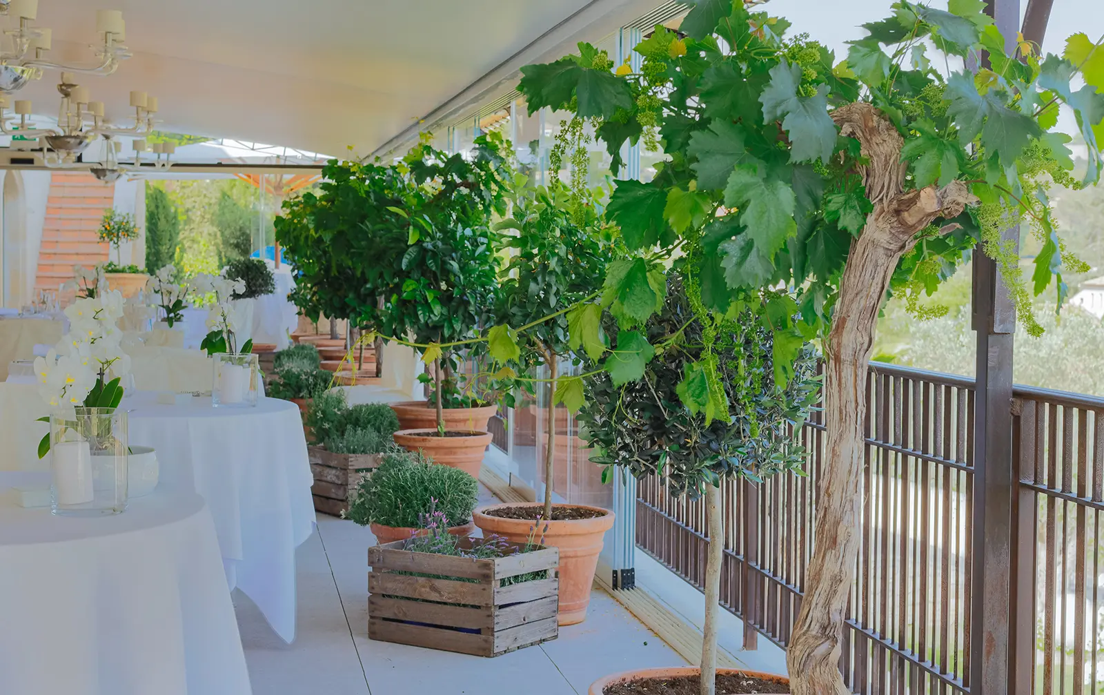 Au jardin d'Alain Llorca