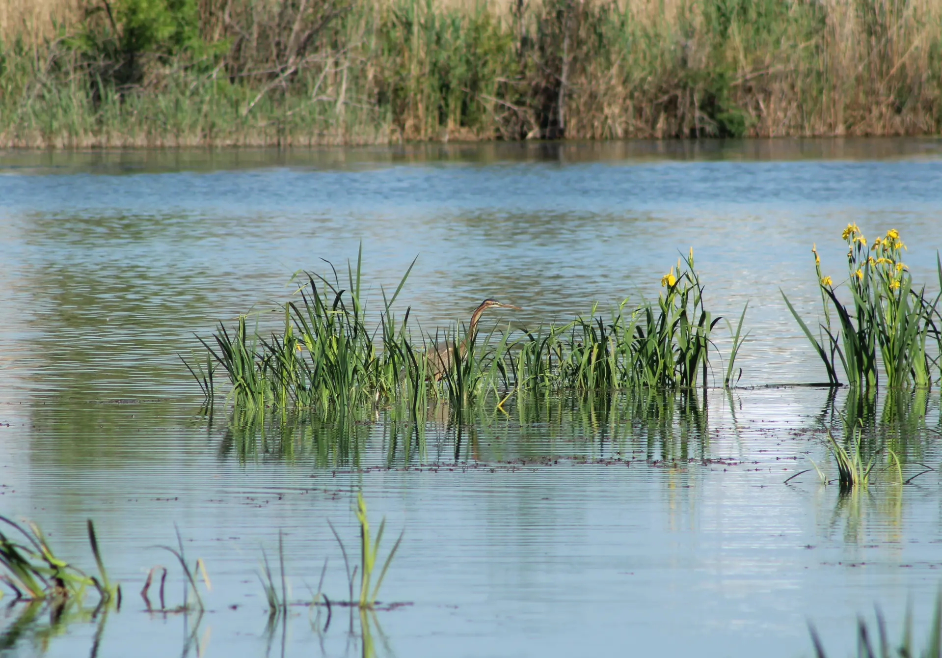 Marais de Beauchamp