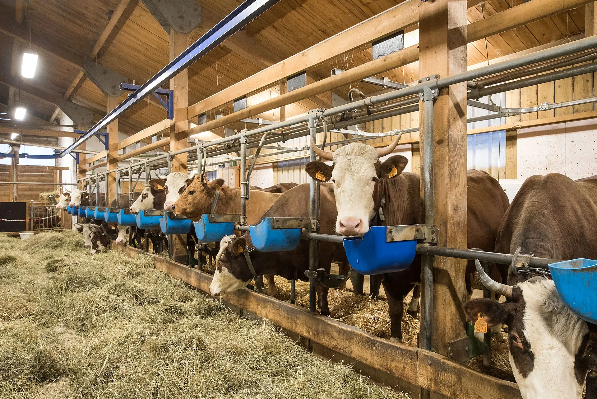 En attente de la traite