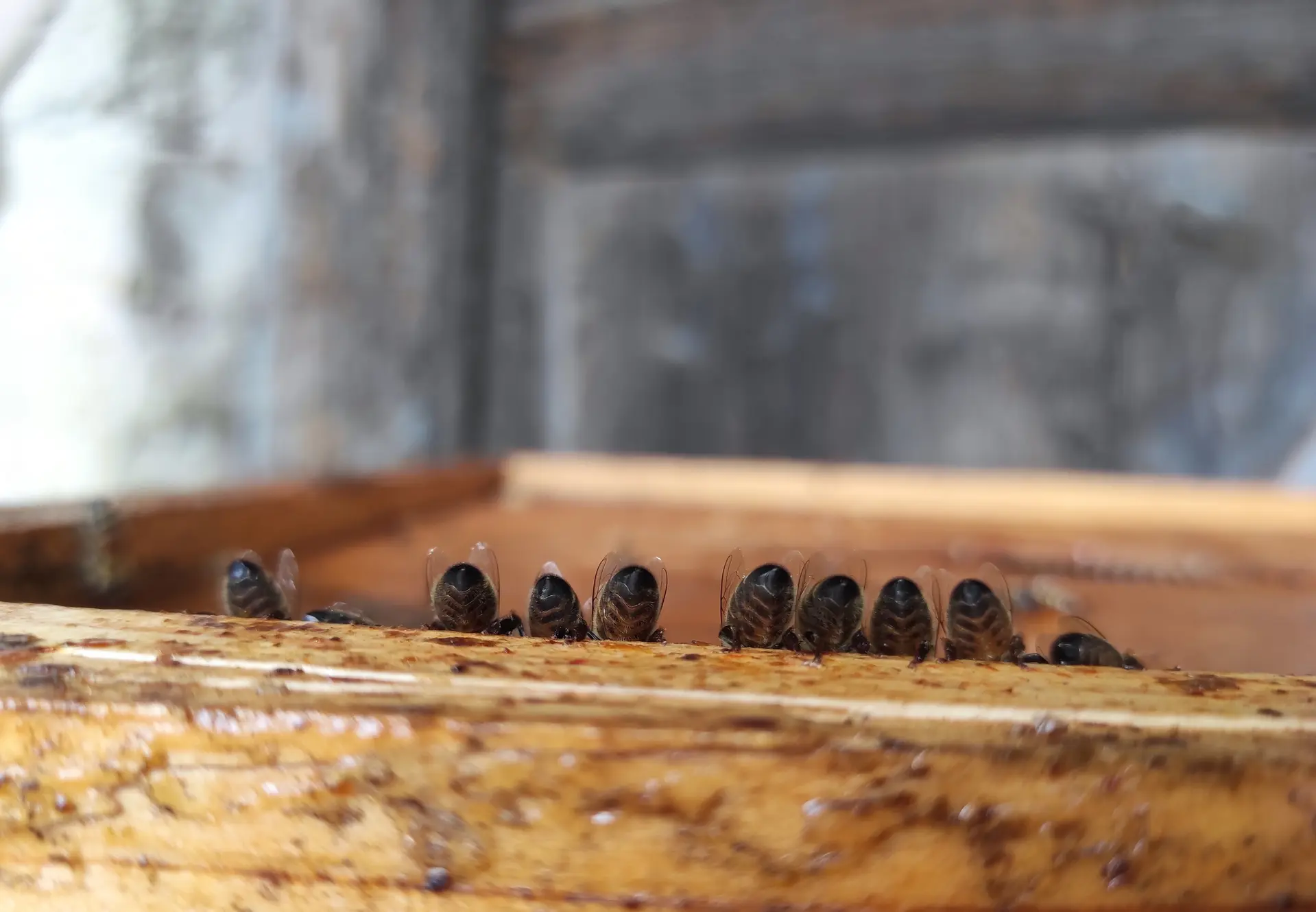 Les abeilles à l'envers