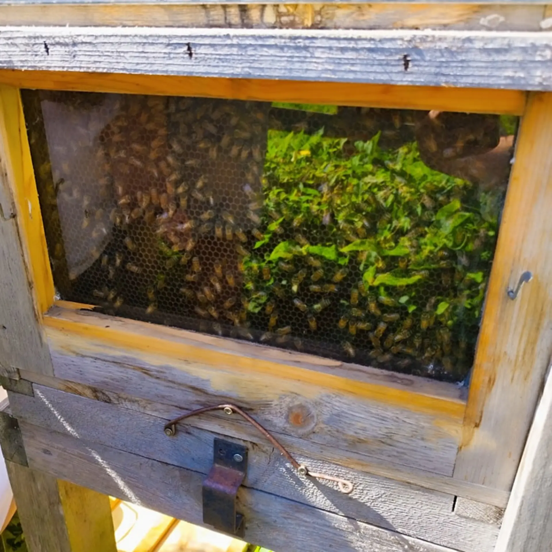 Ruche pédagogique à Chanaz