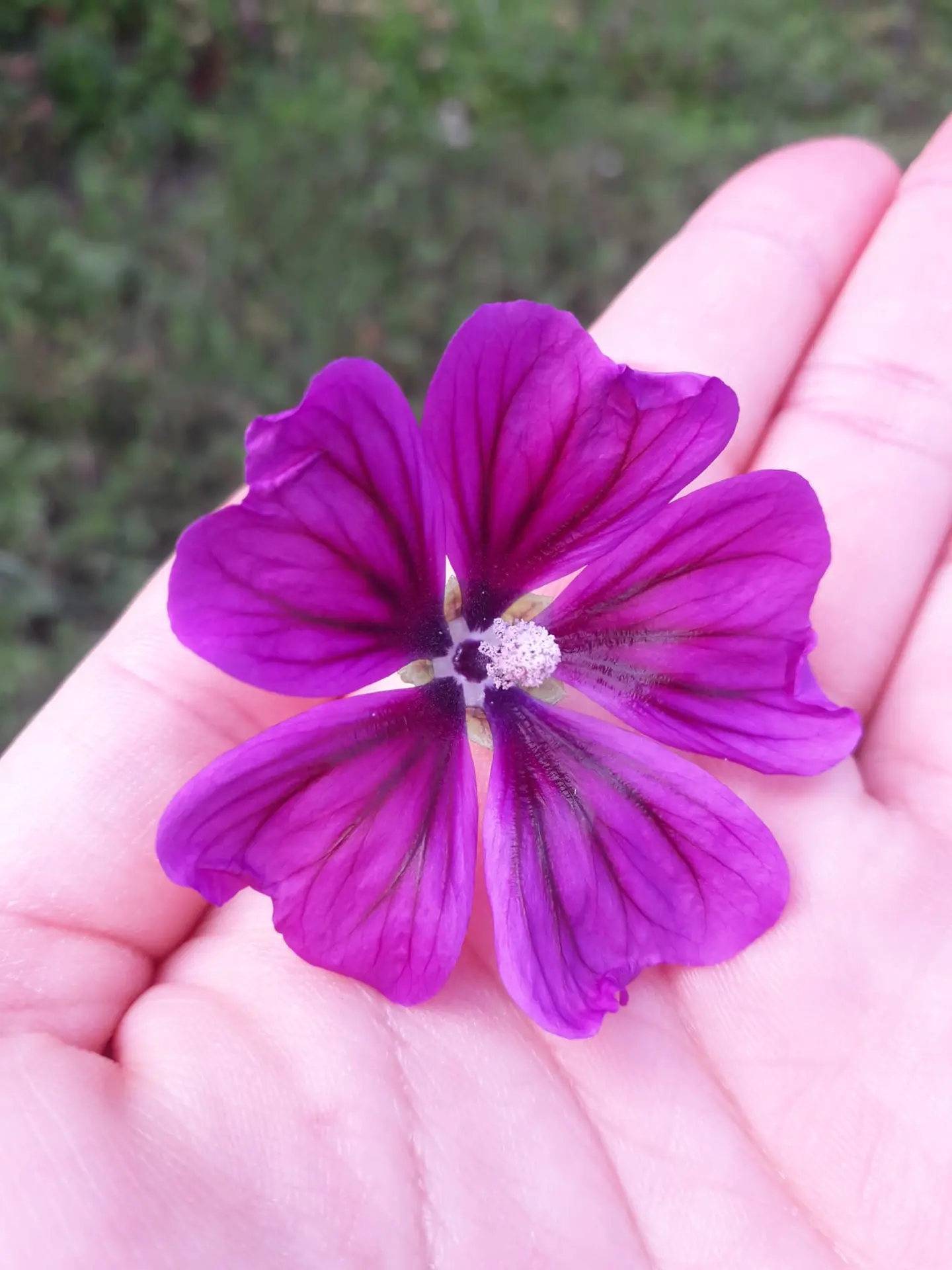Deux pots en verre posés sur une table dans un jardin verdoyant.