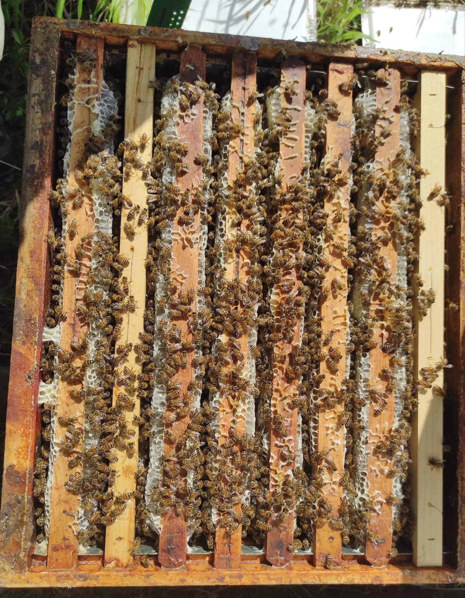 Les abeilles sur une hausse