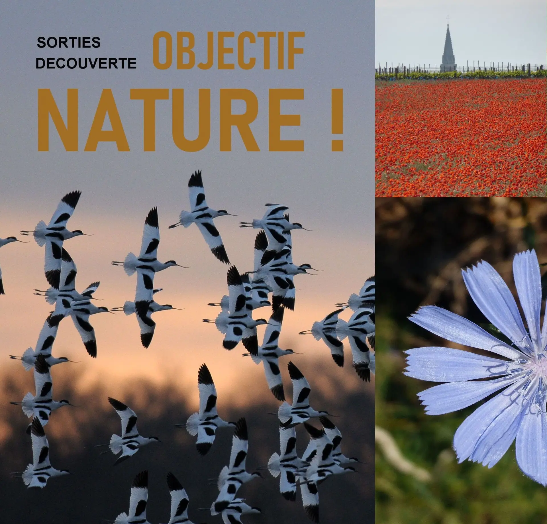 Sortie découverte de la nature dans les marais de Loix