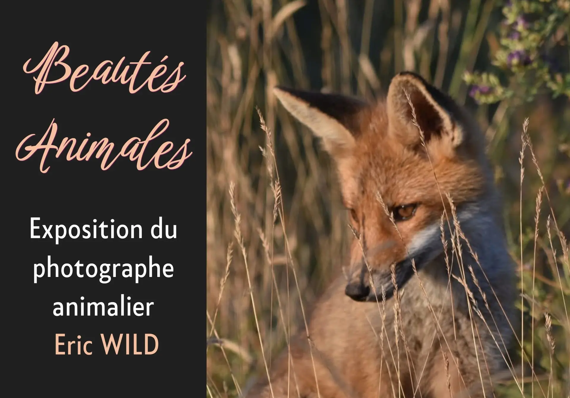 Exposition photos : Beautés animales_Veynes