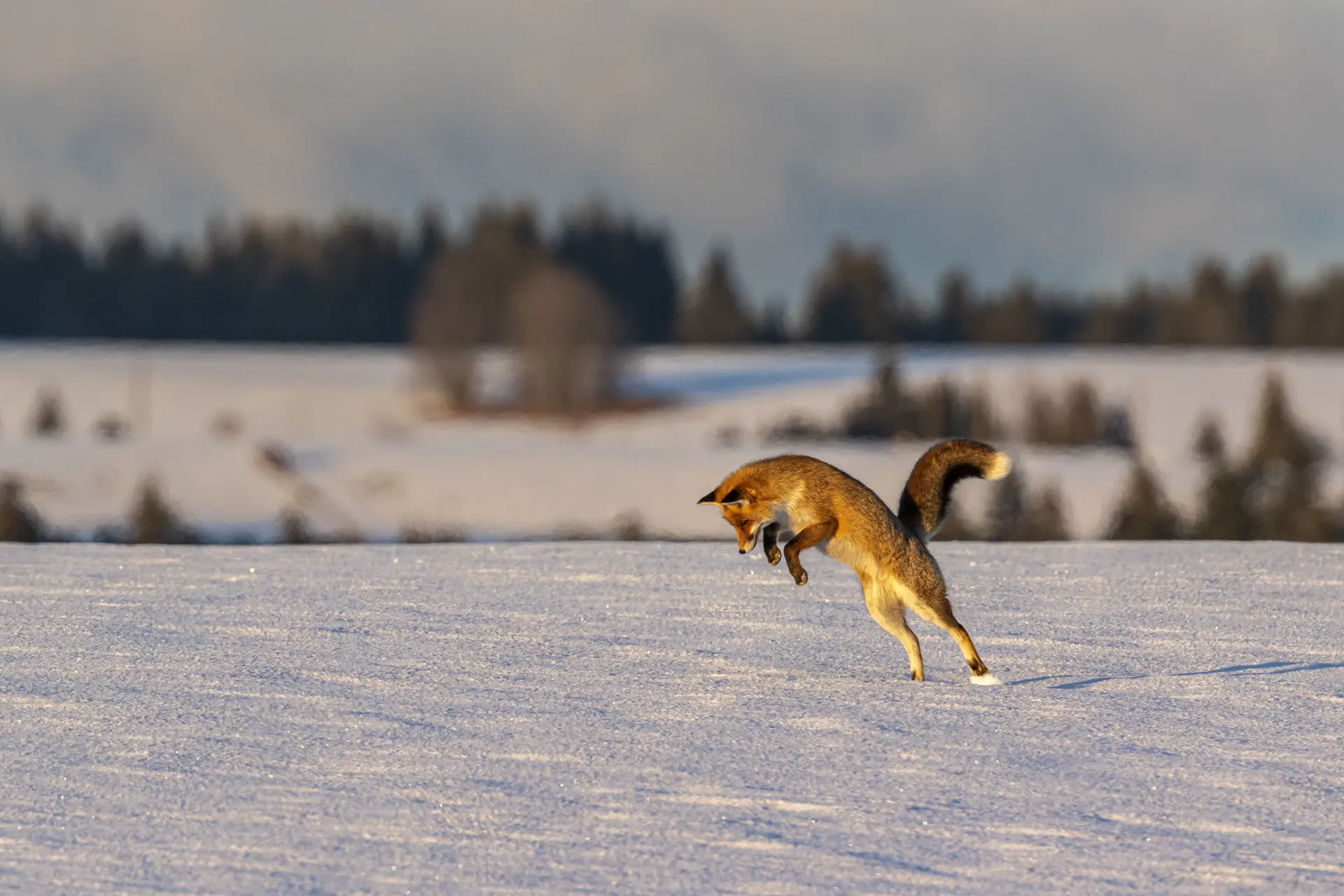 Renard dans la neige