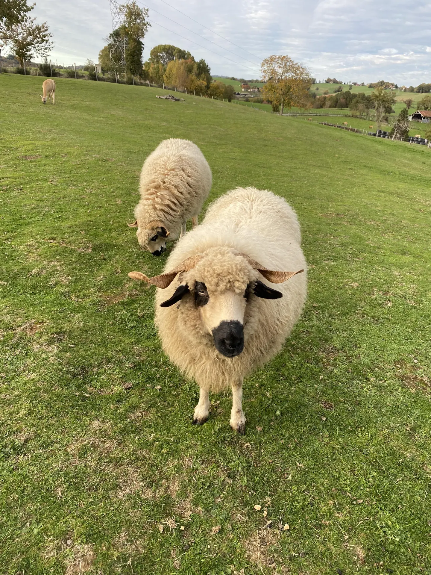 Lamalpapoche