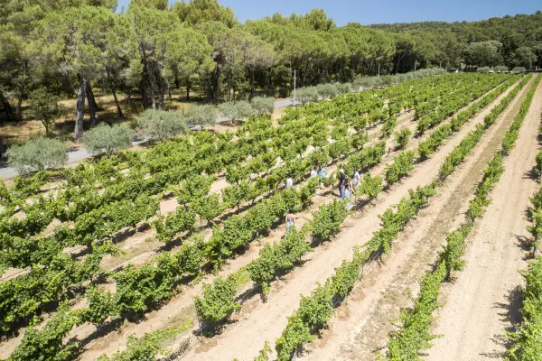 Wine Tour in Cezanne Countryside