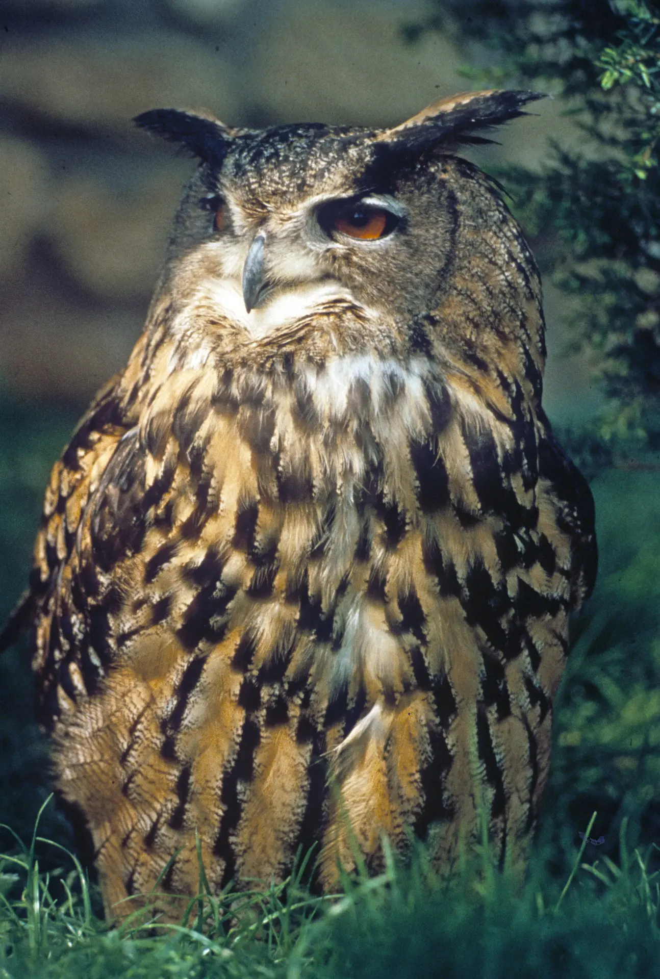 Grand duc d'Europe