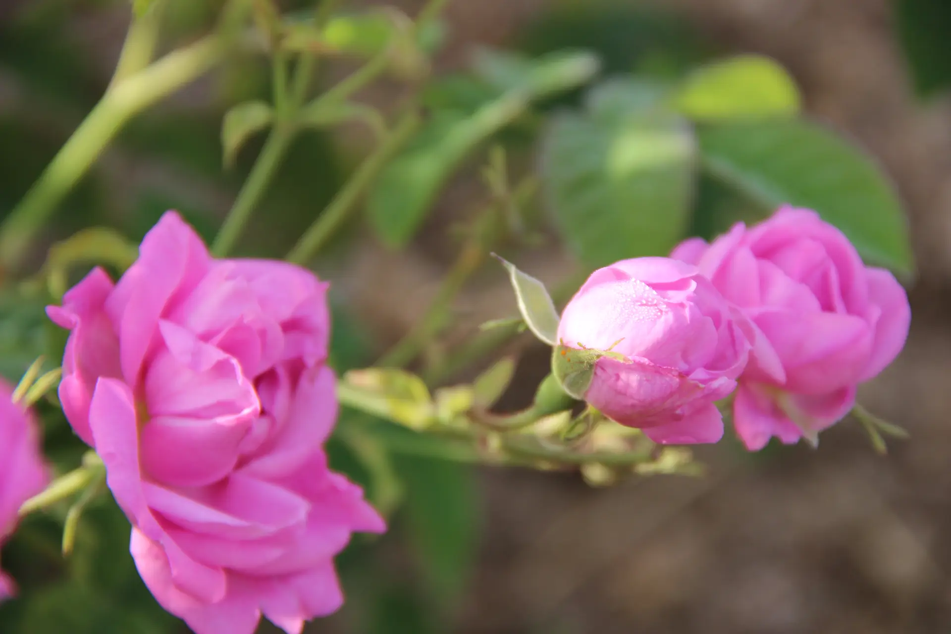 roses centifolia à Montauroux