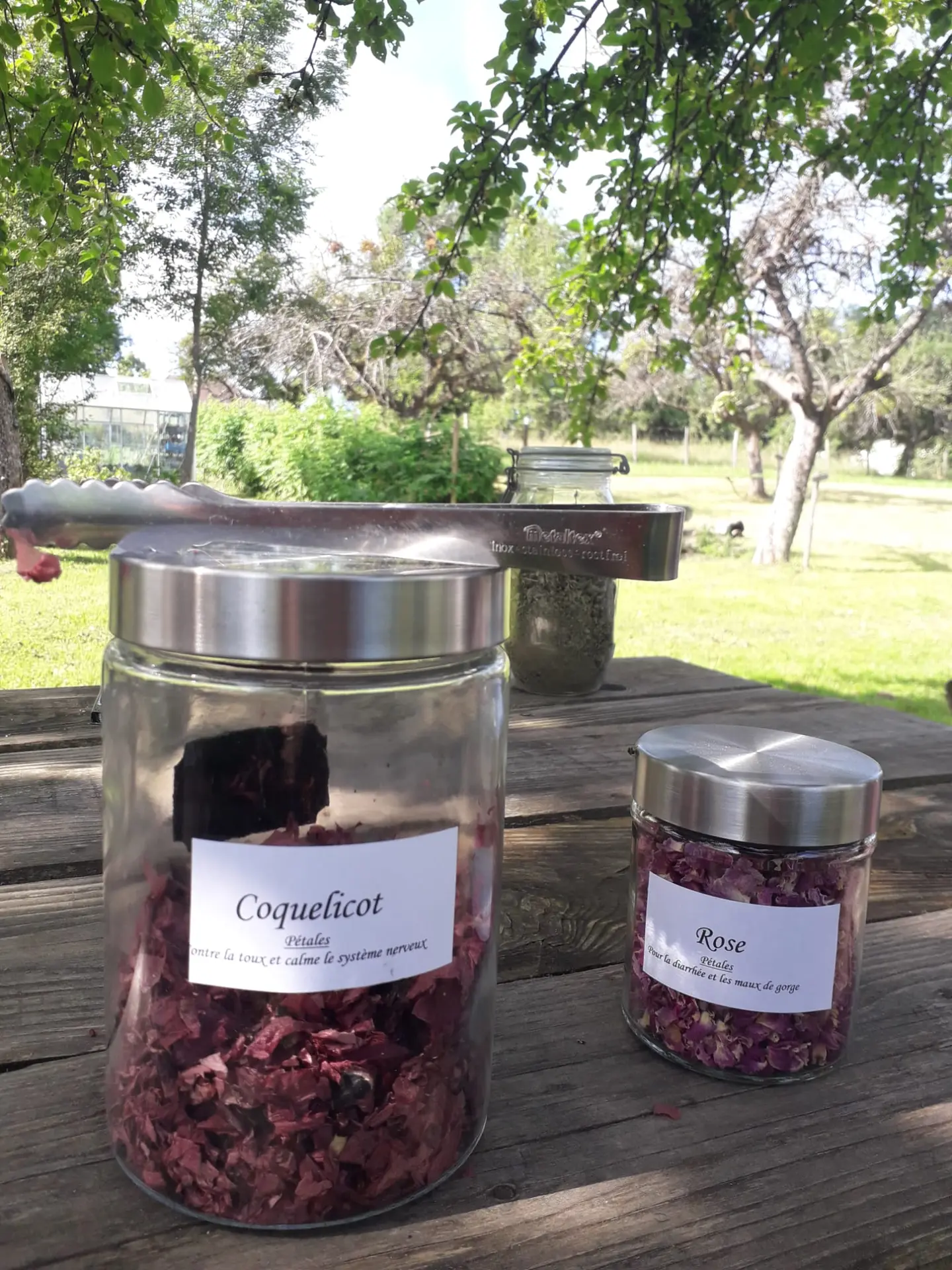 Une fleur de mauve tenue dans une main.