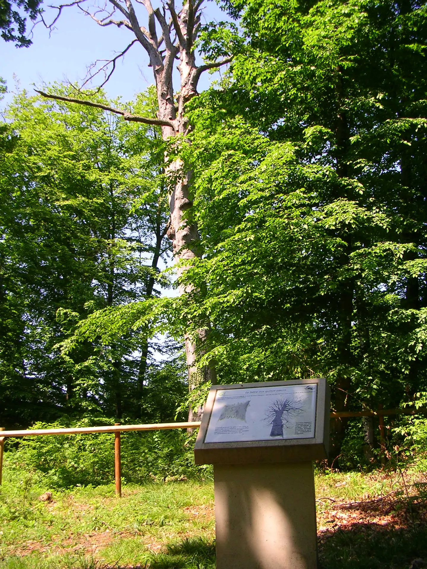 Etape 1 - L'arbre mort