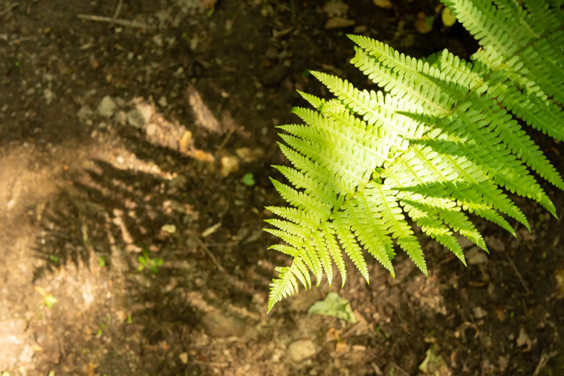 plante