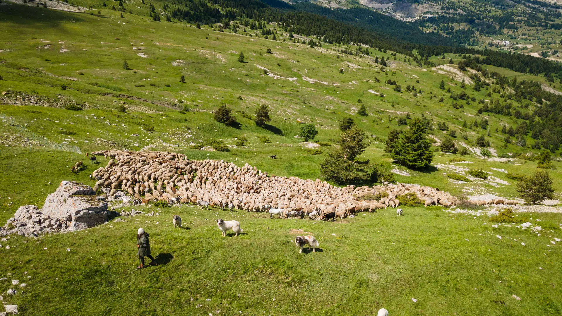Troupeau de moutons Dévoluy