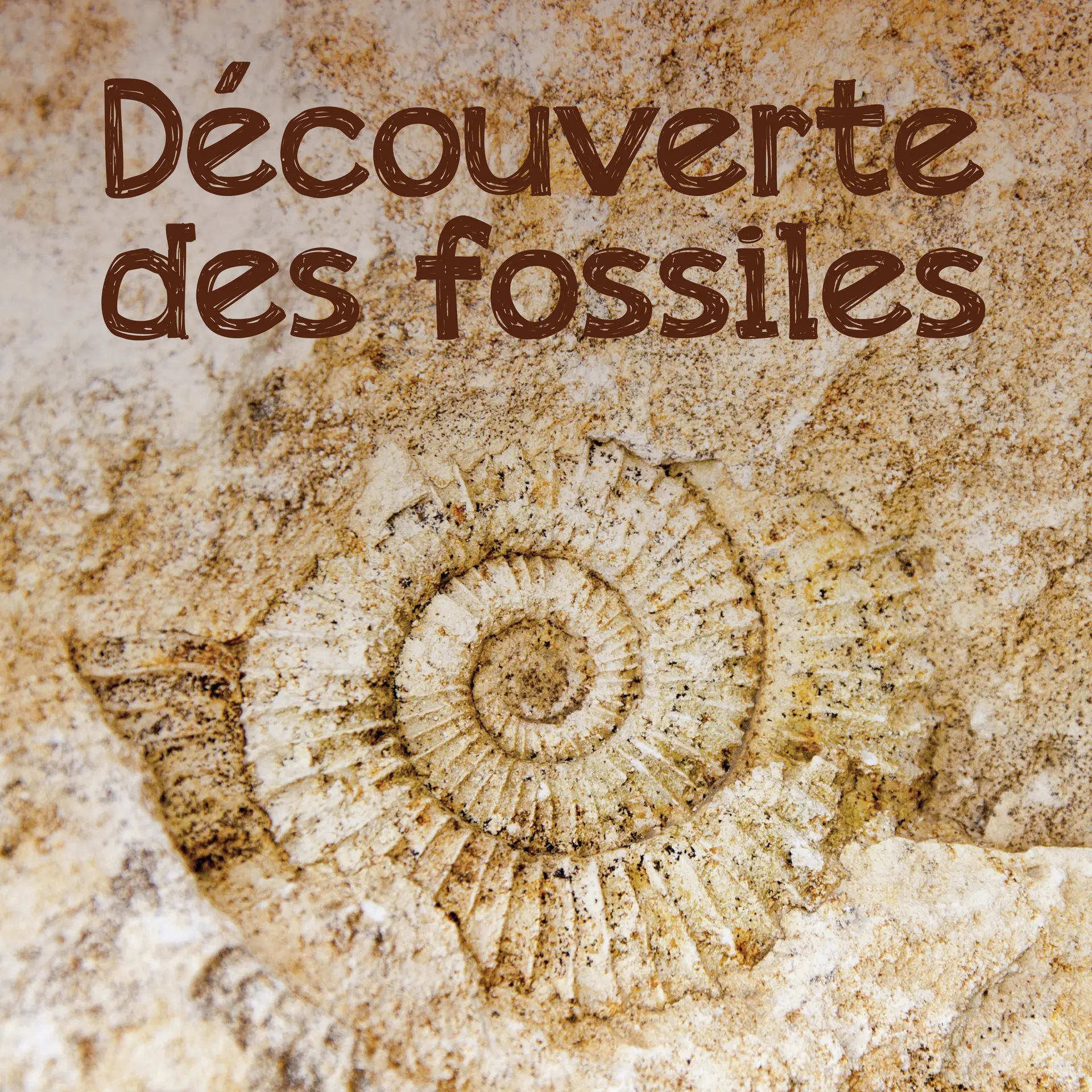 Découverte des fossiles