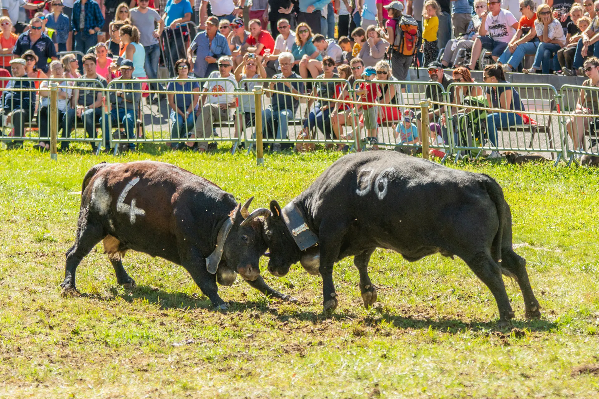 Combat des Reines_Les Contamines-Montjoie