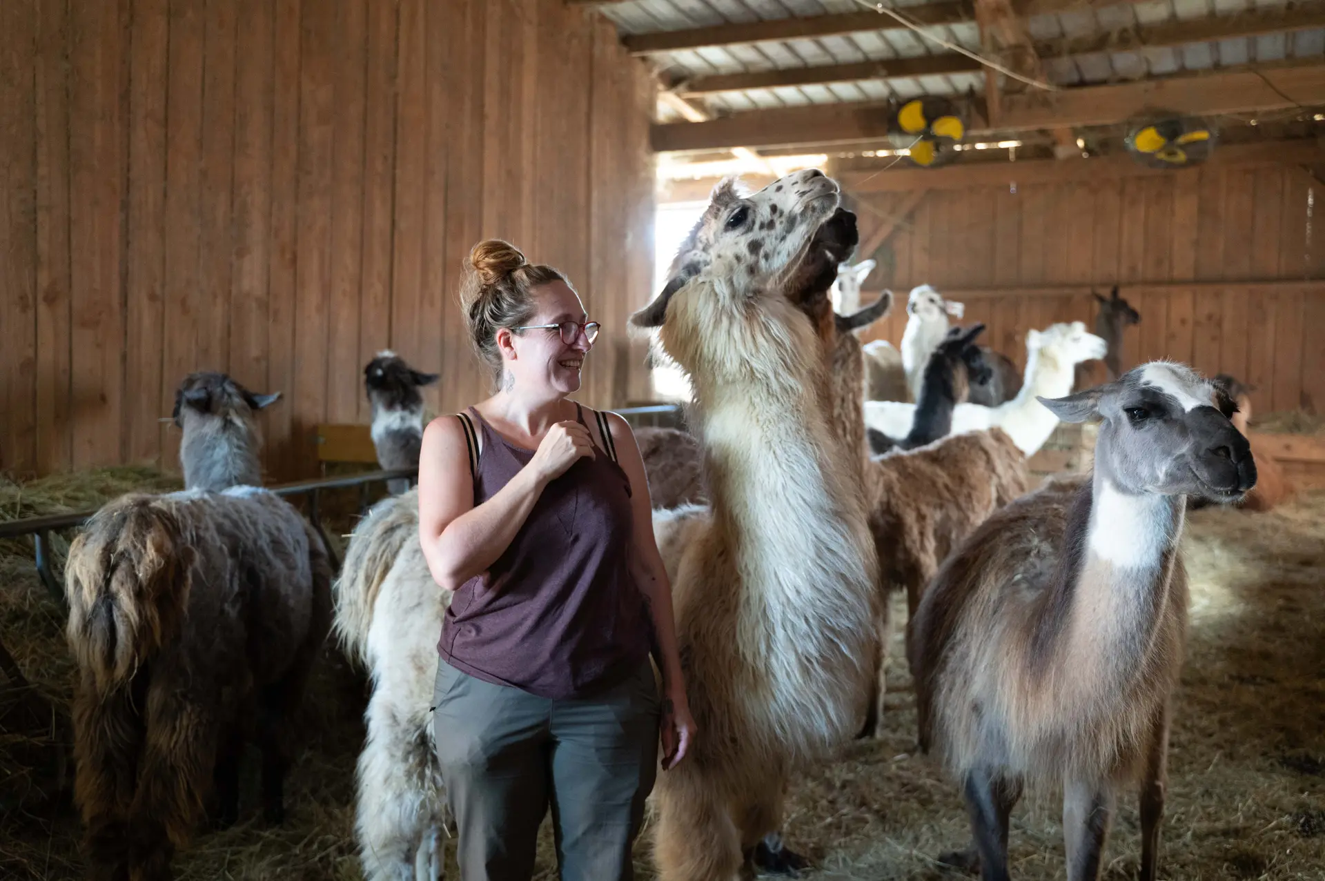 Visite aux lamas des plaines