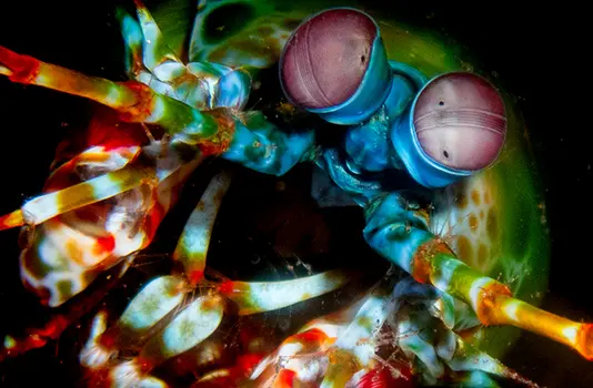 Exposition : Nature championne & inspirante
