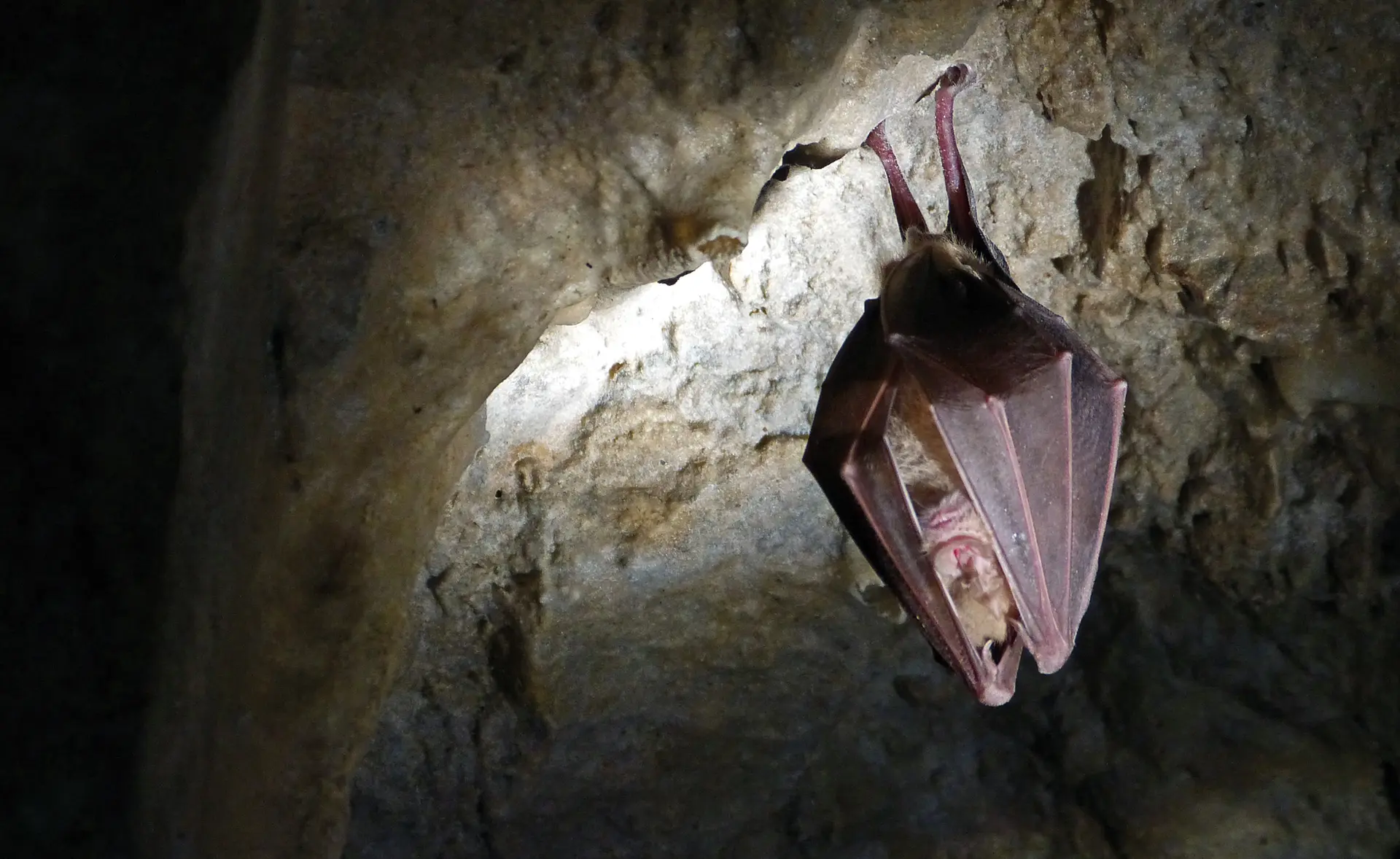 Grand rhinolophe