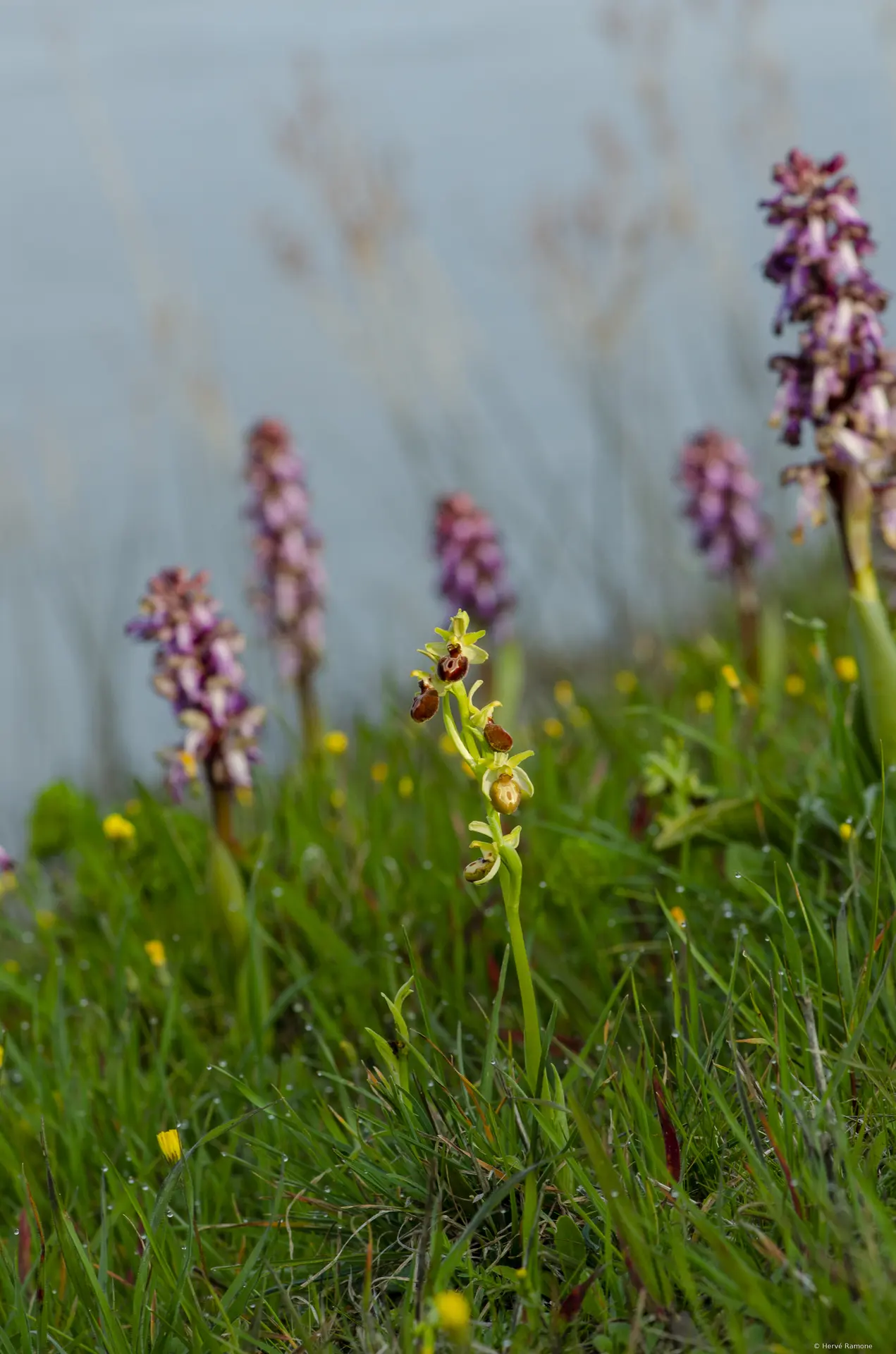 Orchidées sur une digue de l’Islon de la Barthelasse