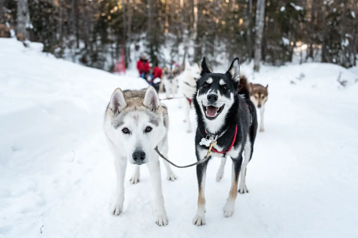 chiens de traineaux