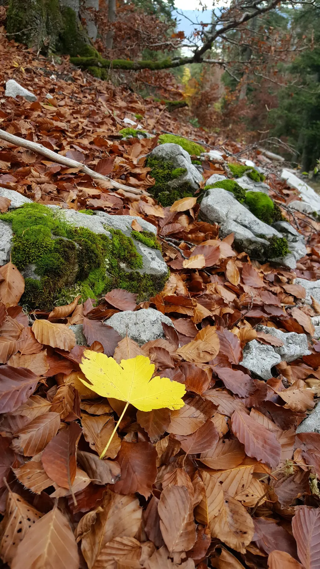 Automne