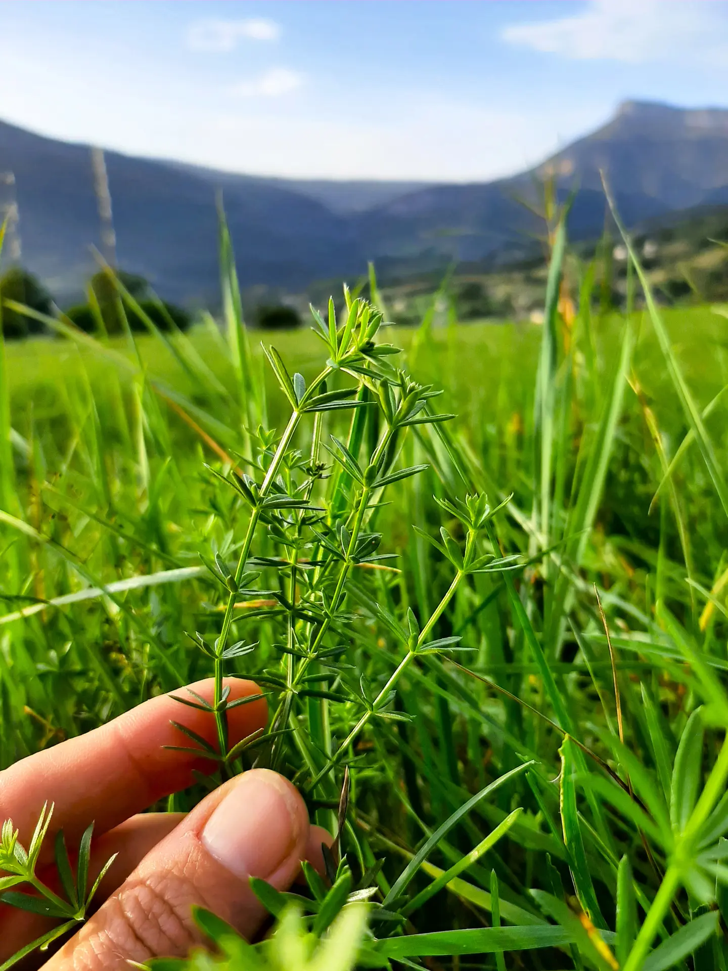 Cueillette de plante