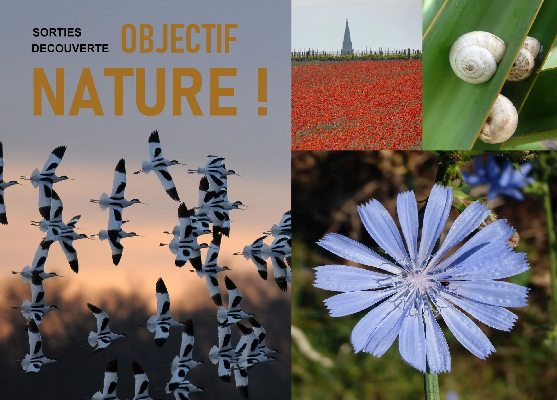 Objectif Nature