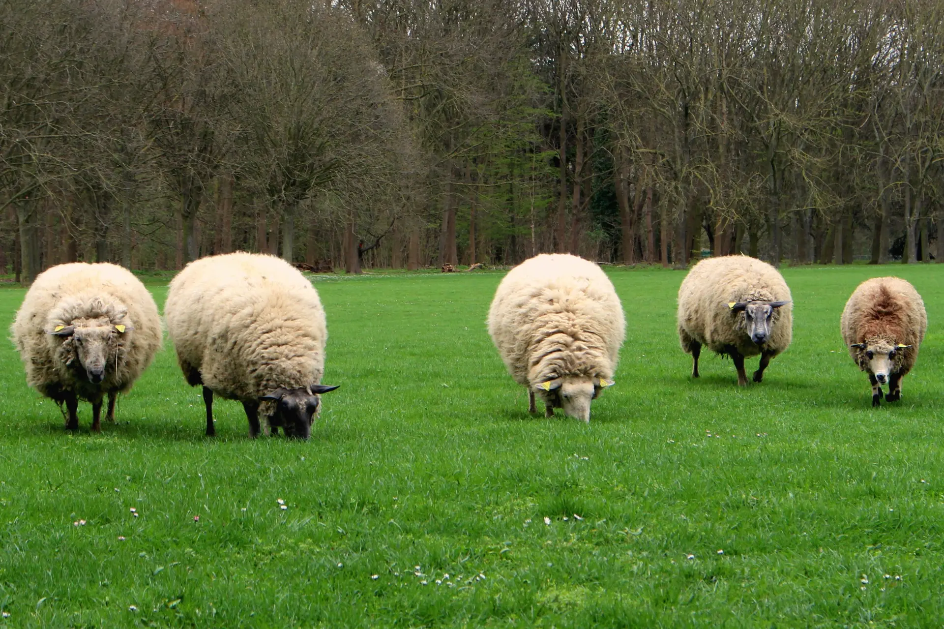Moutons dans le parc Georges Valbon