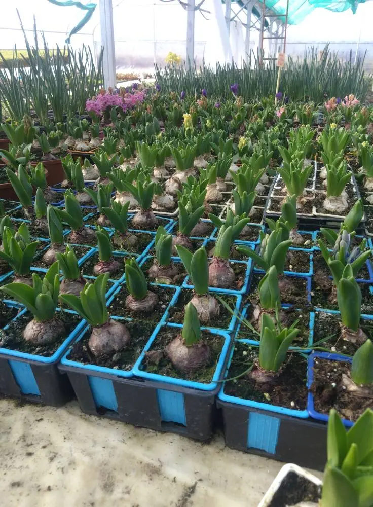 Potager de la musiquette