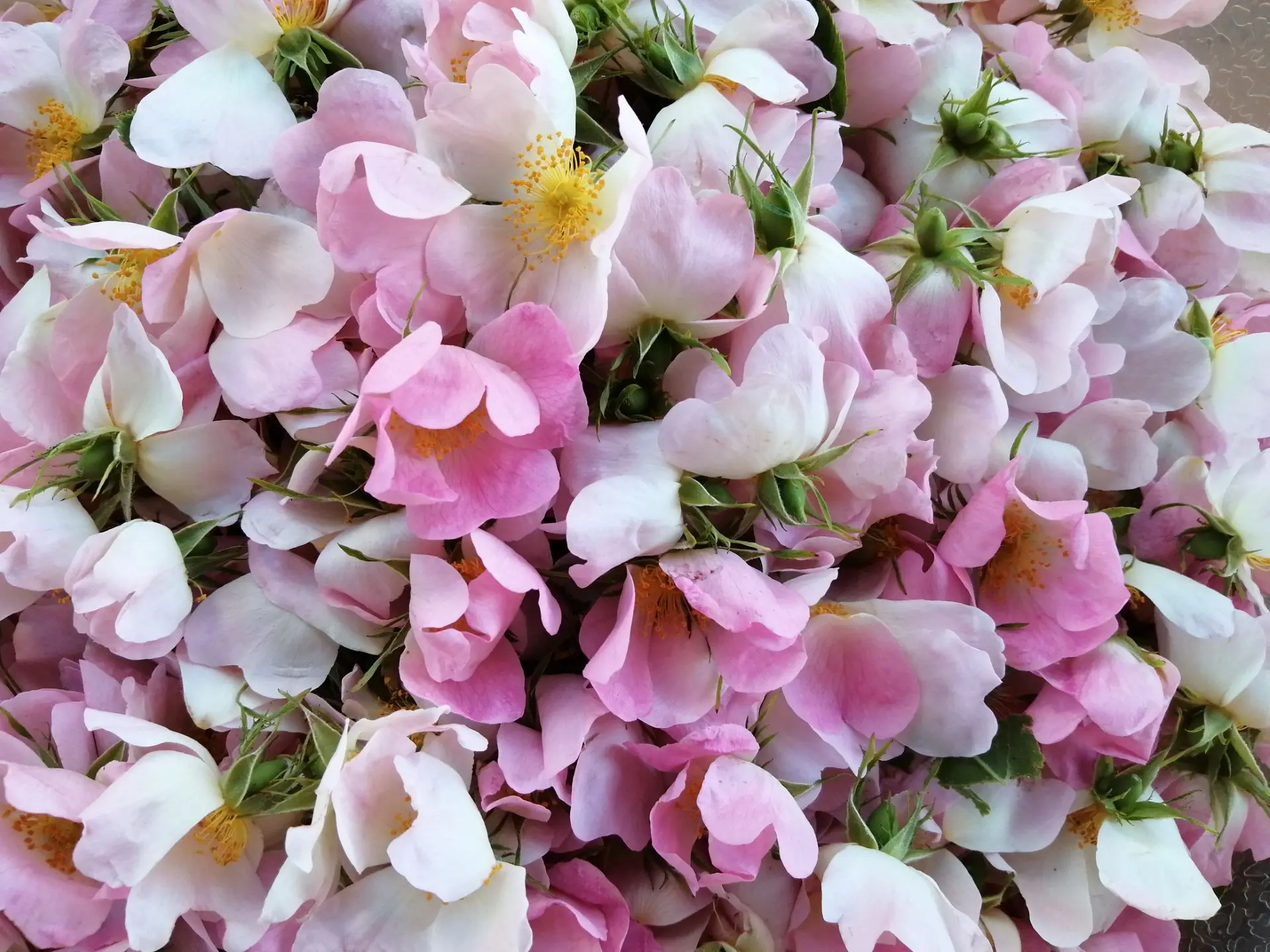 fleurs