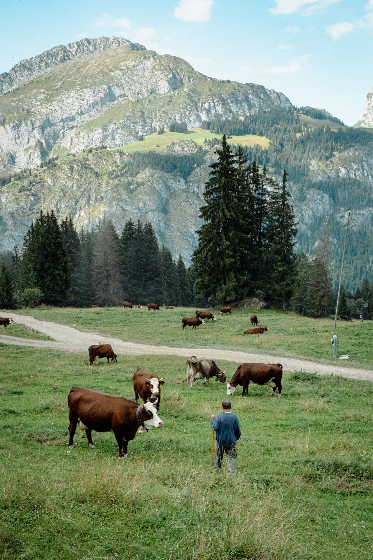 Régis Mouthon et ses vaches en pâture