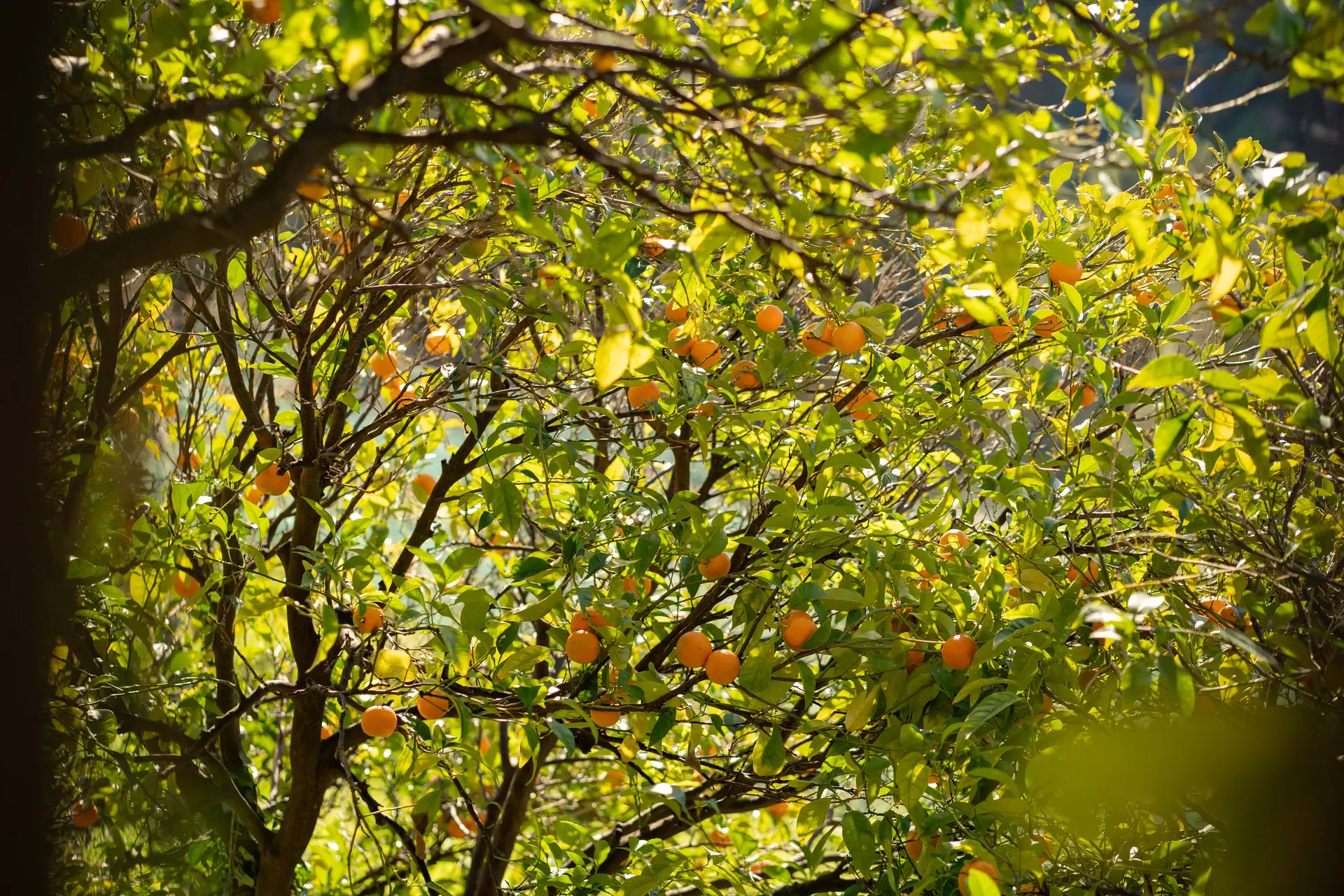 Balade nature