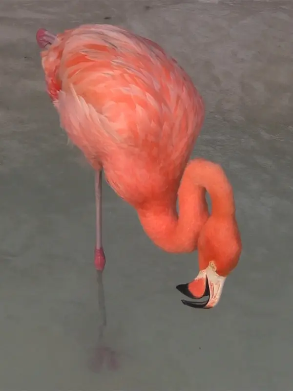 Projection Laure Prouvost Dit Peur -  Musée d'Art Contemporain de Marseille [mac]