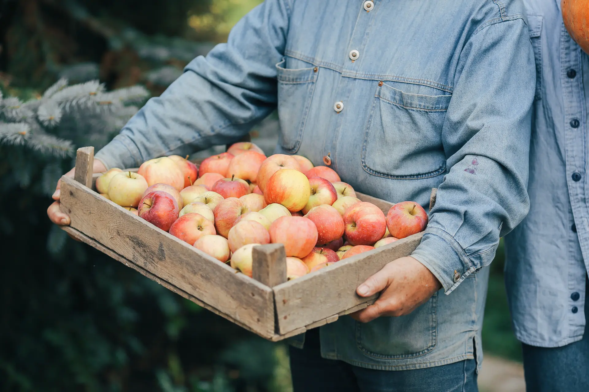 Un homme tient une cagette de pommes.