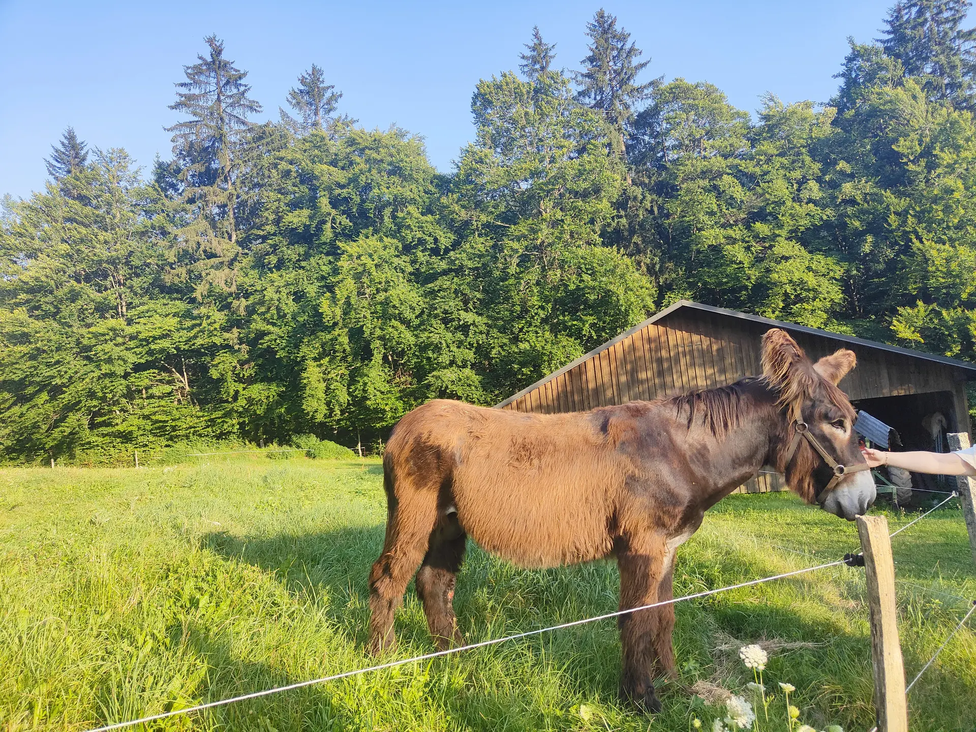 Mulet à la ferme du Chatelet
