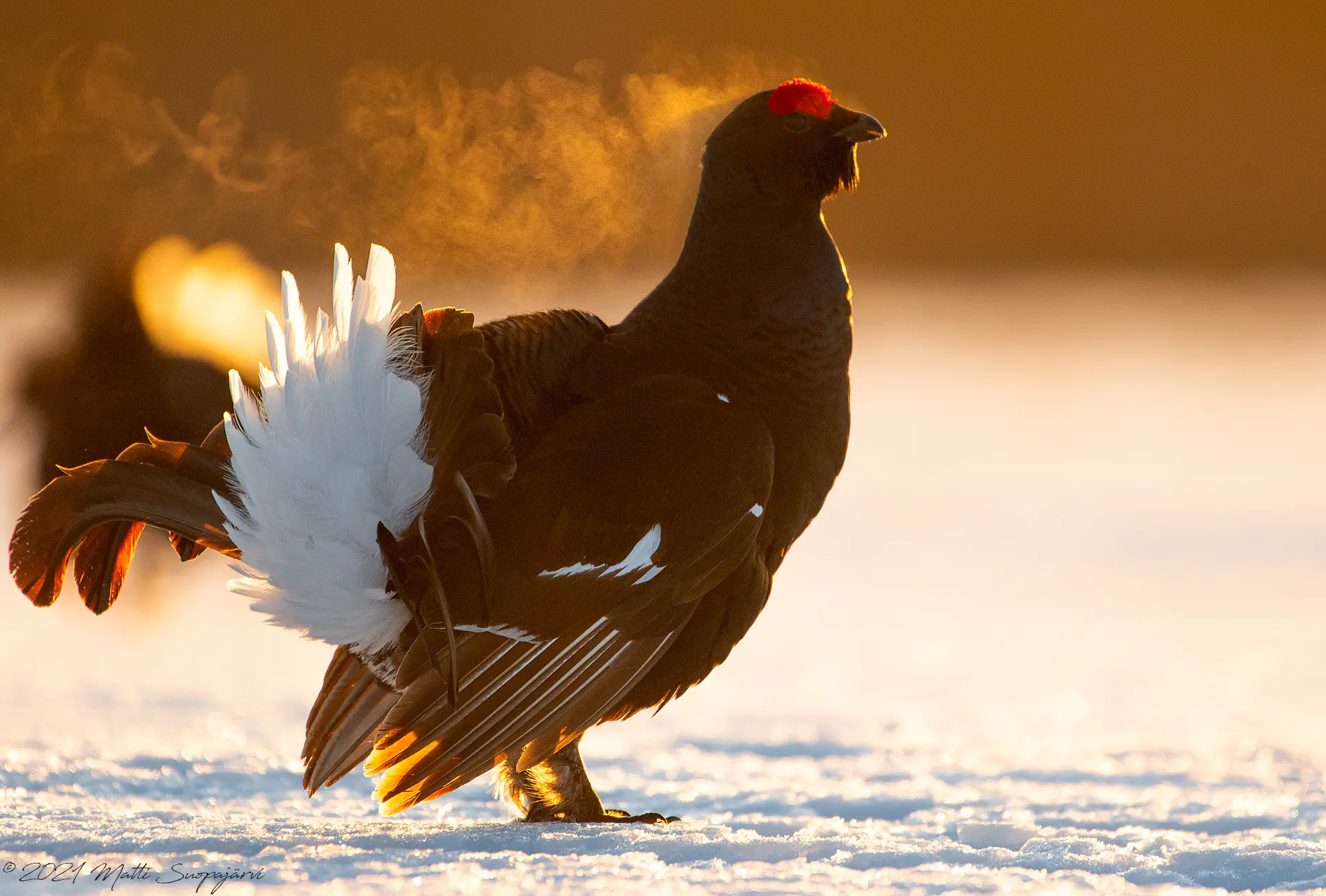 Tétras lyre mâle en parade